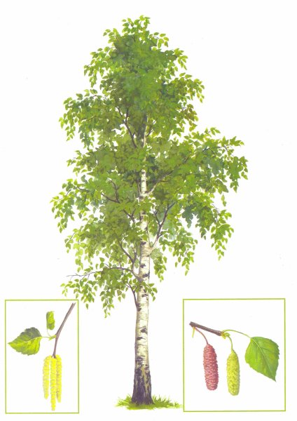 Береза на белом фоне