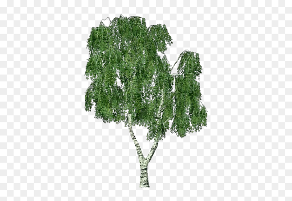 Береза без фона