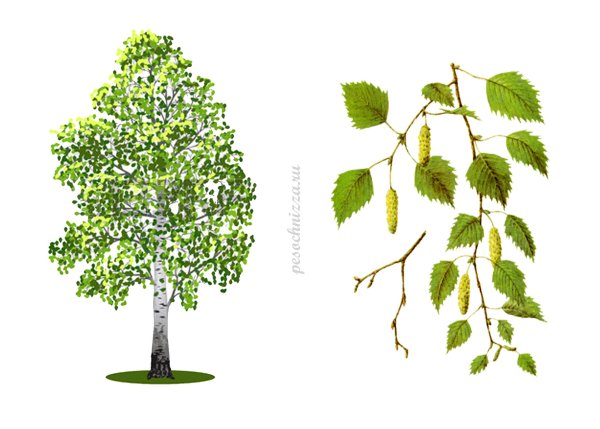 Береза прямостоячая