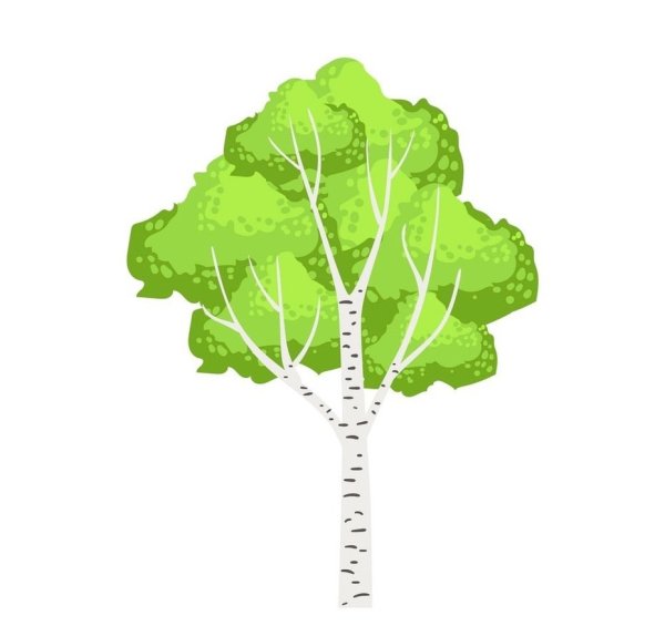 Береза вектор