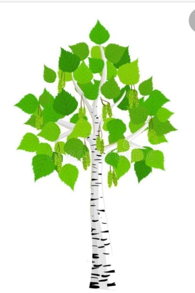 Деревья дошкольникам берёза