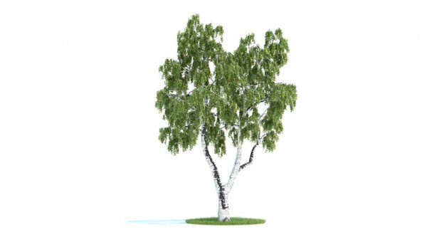 Береза на прозрачном фоне