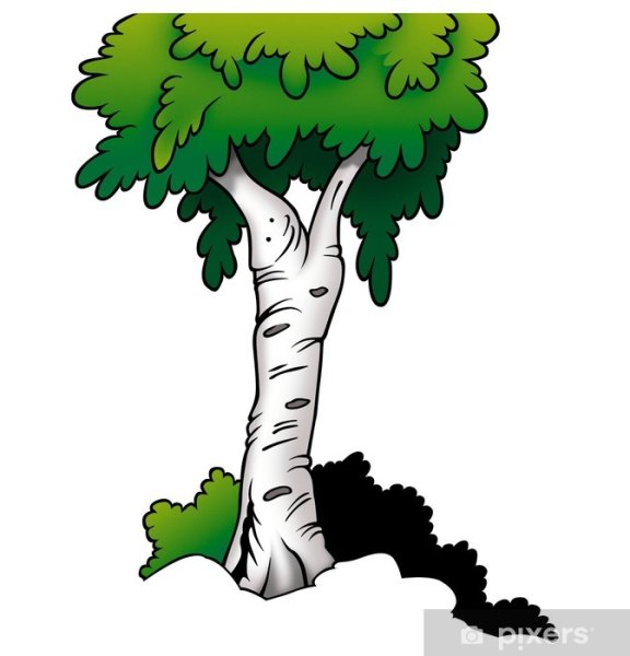 Береза мультяшка