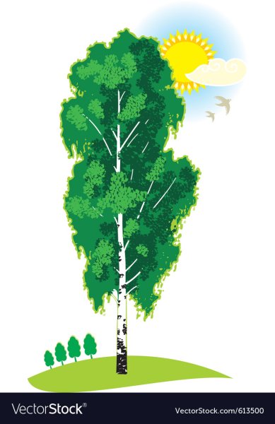 Береза в детском саду