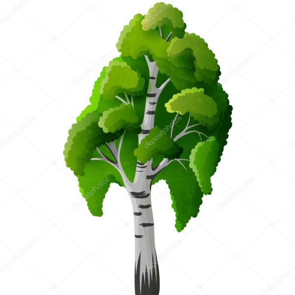 Береза для детей на прозрачном фоне