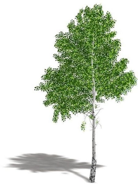 Береза дерево