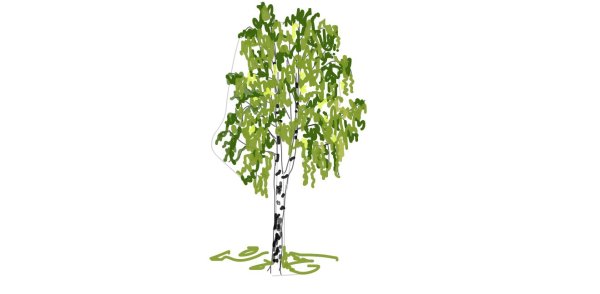 Березка на прозрачном фоне