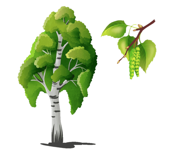 Береза для детей