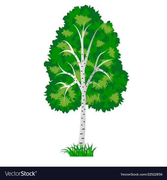 Березка для детей