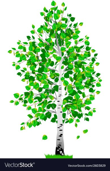 Березка для детей