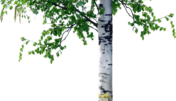 Береза без фона