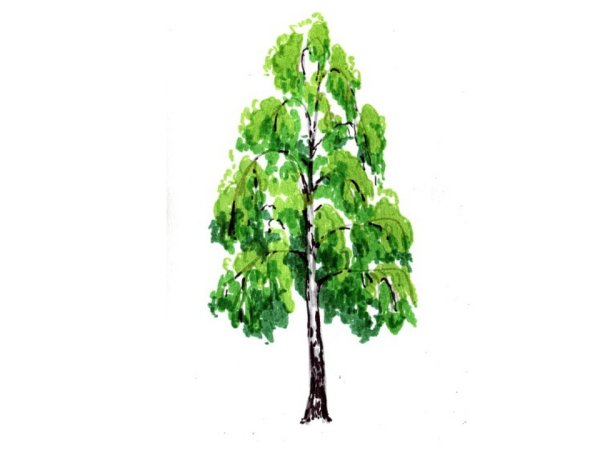 Береза для дошкольников