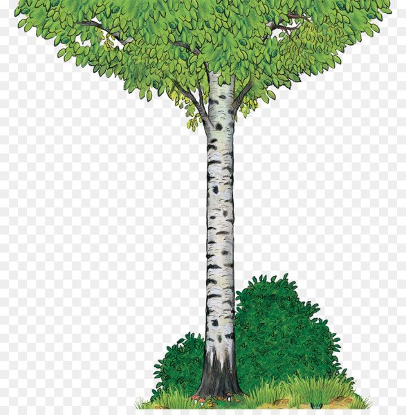 Березка на прозрачном фоне