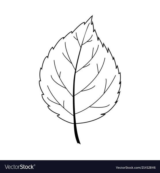 Лист березы рисунок карандашом