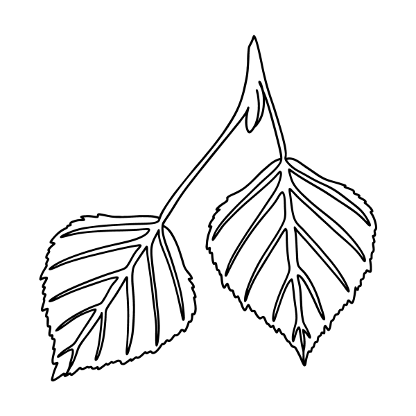 Лист березы раскраска