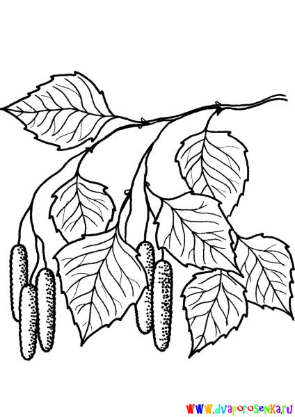 Ветки береза