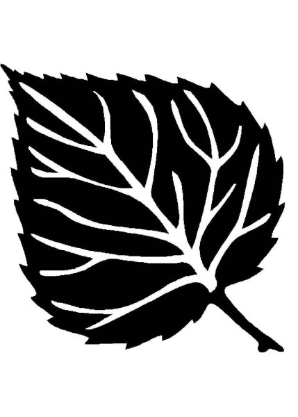 Берёза листья