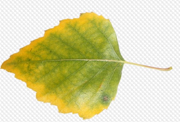 Листья березы осенью