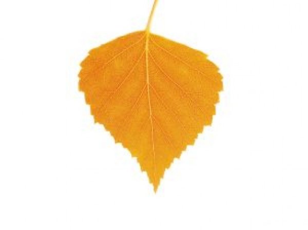 Осенние листья березы