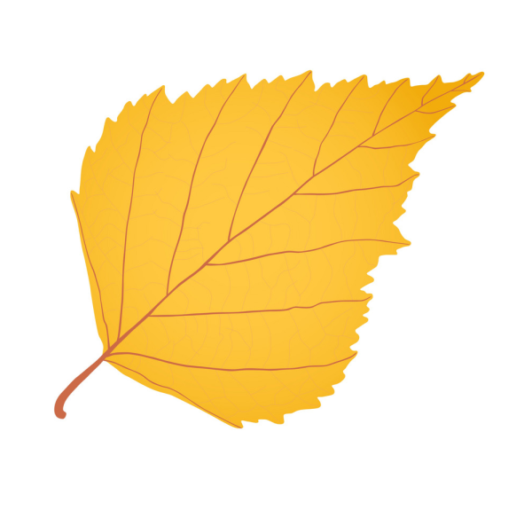 Берёза листья