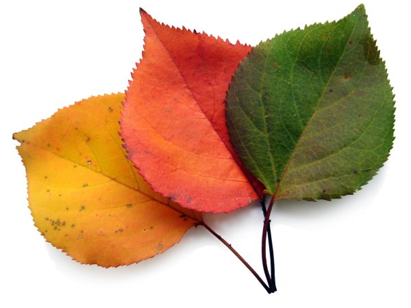 Осенние листья картинки