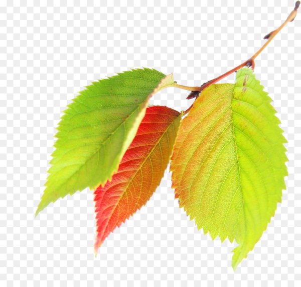 Осенние листья березы на прозрачном фоне