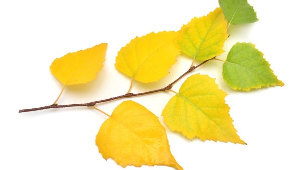 Осенние березовые листья на белом фоне