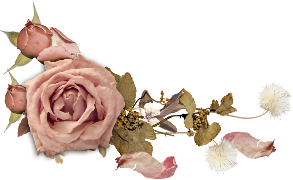 Бежевые розы на прозрачном фоне