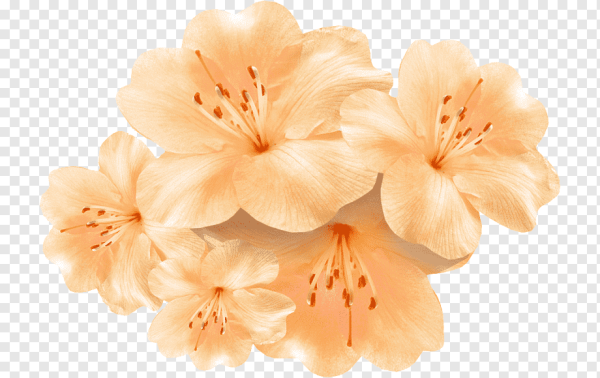 Цветы на белом фоне для фотошопа