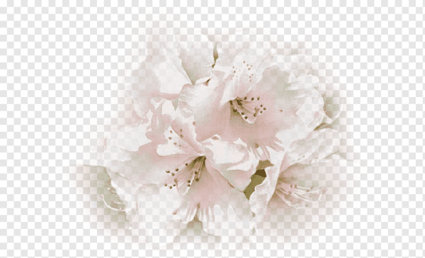 Нежные прозрачные цветы