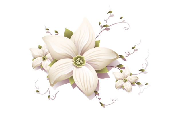 Бежевые цветы на белом фоне