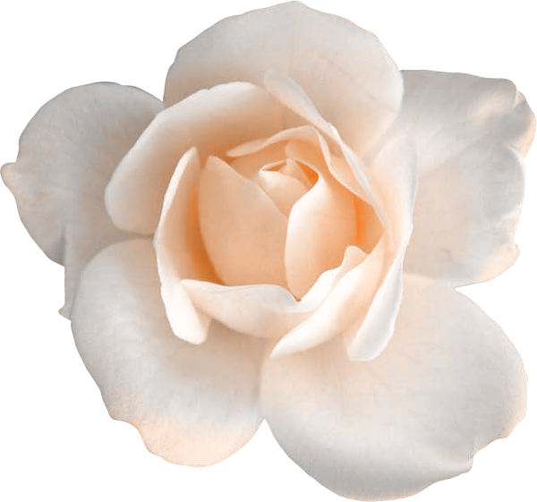 Кремовые розы на белом фоне