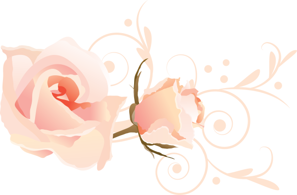 Нежные розы на прозрачном фоне