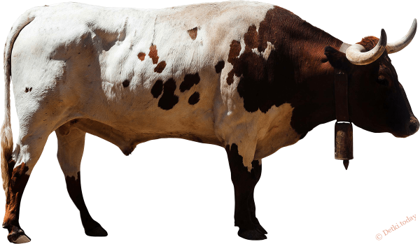 Корова на прозрачном фоне