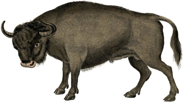 Бык на белом фоне