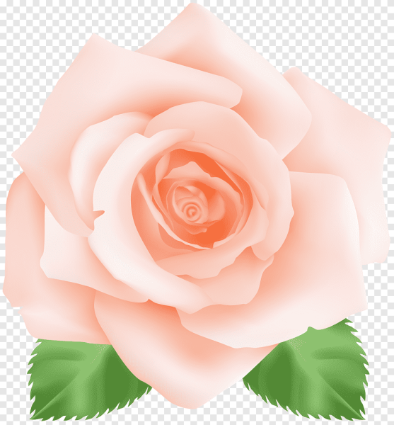 Роза вид сверху