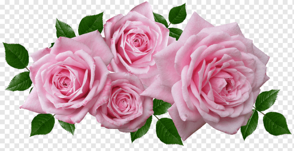 Нежно розовые розы на прозрачном фоне