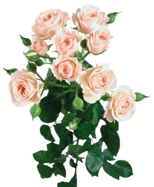 Чайная роза на прозрачном фоне