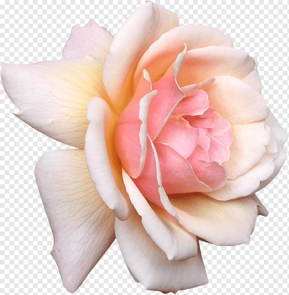 Роза розовая на прозрачном