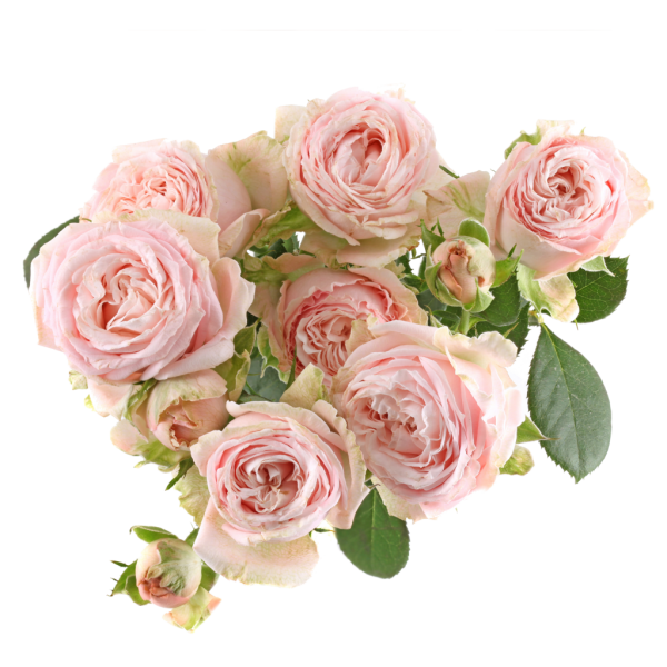 Пионовидная роза светло розовая