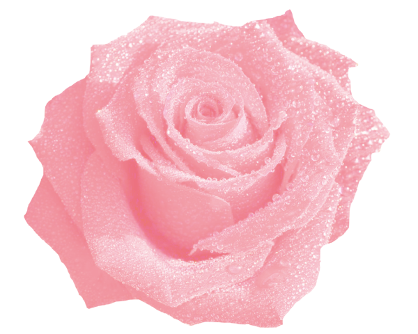 Полупрозрачные розы