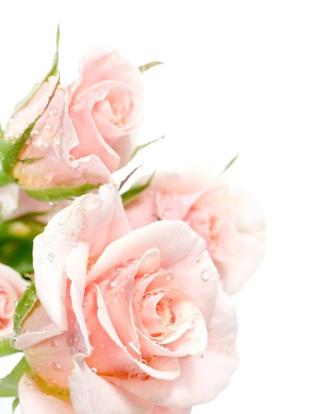 Нежные цветы на Светлом фоне