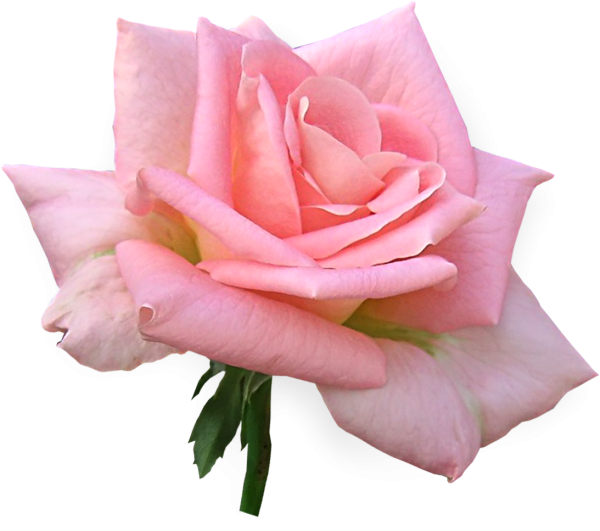 Розовые цветы на прозрачном фоне