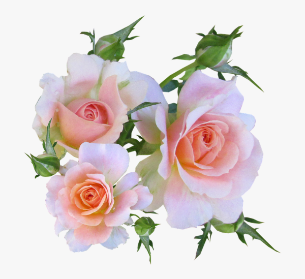 Чайная роза