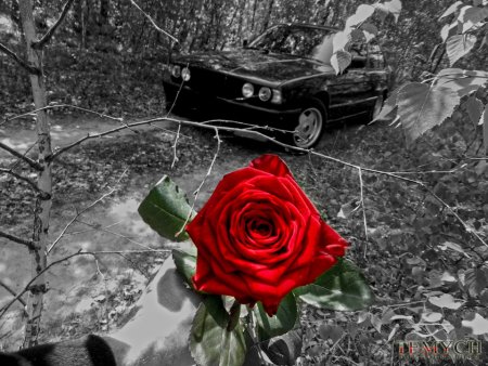 Розы на черном капоте