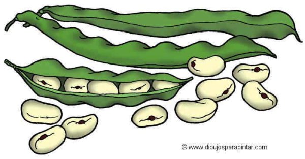 Фасоль картинка для детей