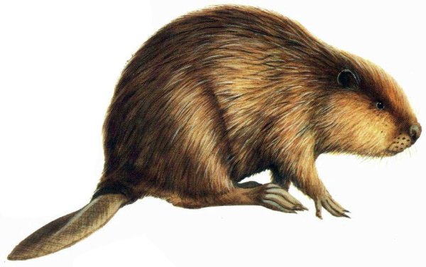 Речной Бобр без фона