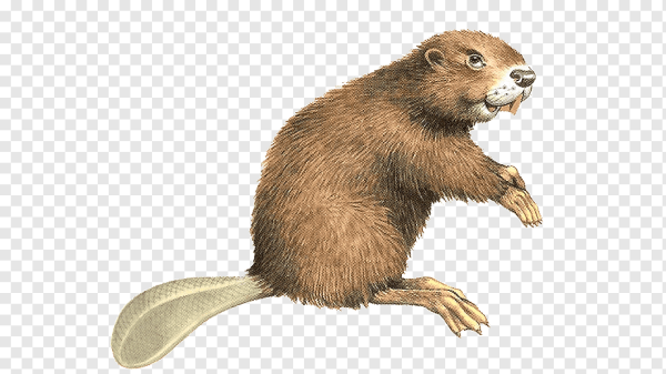 Бобер на прозрачном фоне