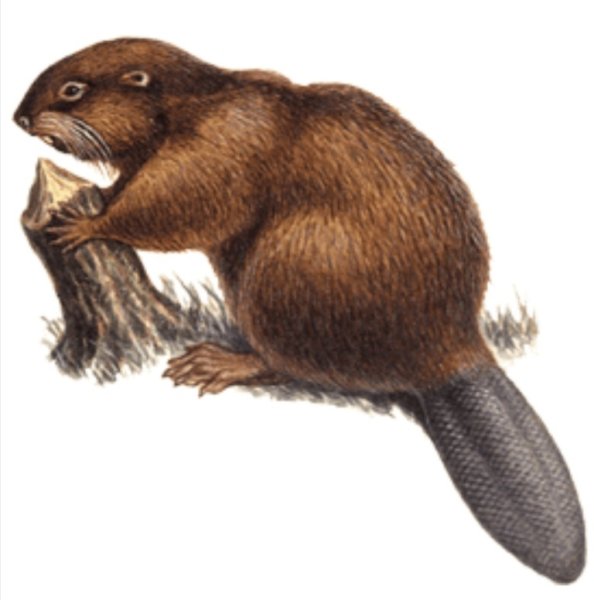 Бобр на прозрачном фоне