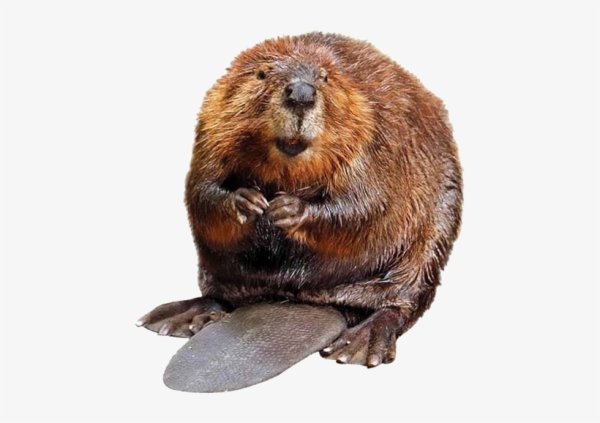 Бобер без фона